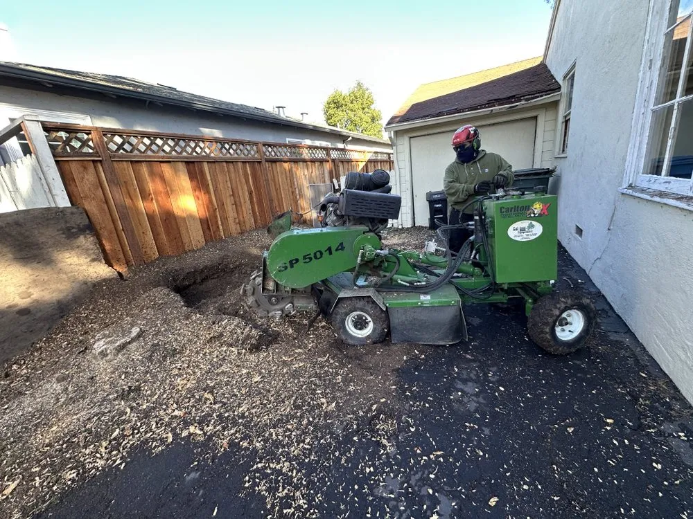 Local yard cleanup service experts serving Sunnyvale, CA - Mountain View Tree Service