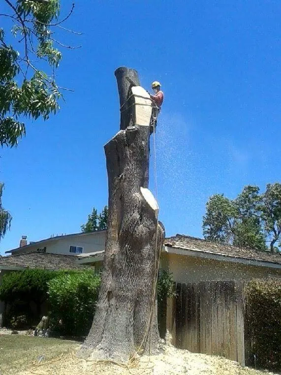 Professional lawn care service in Sunnyvale, CA by Mountain View Tree Service