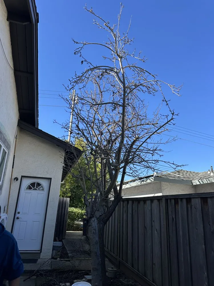 Top-rated yard maintenance for year-round maintenance in Sunnyvale, CA by Mountain View Tree Service