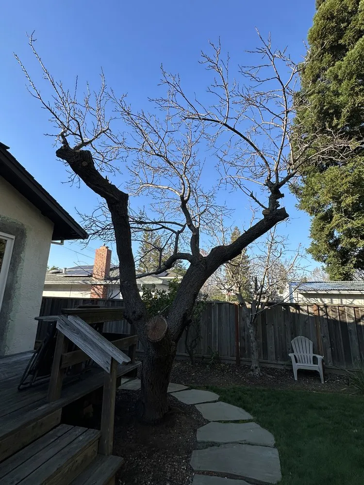 Affordable garden landscaping in Sunnyvale, CA - Mountain View Tree Service