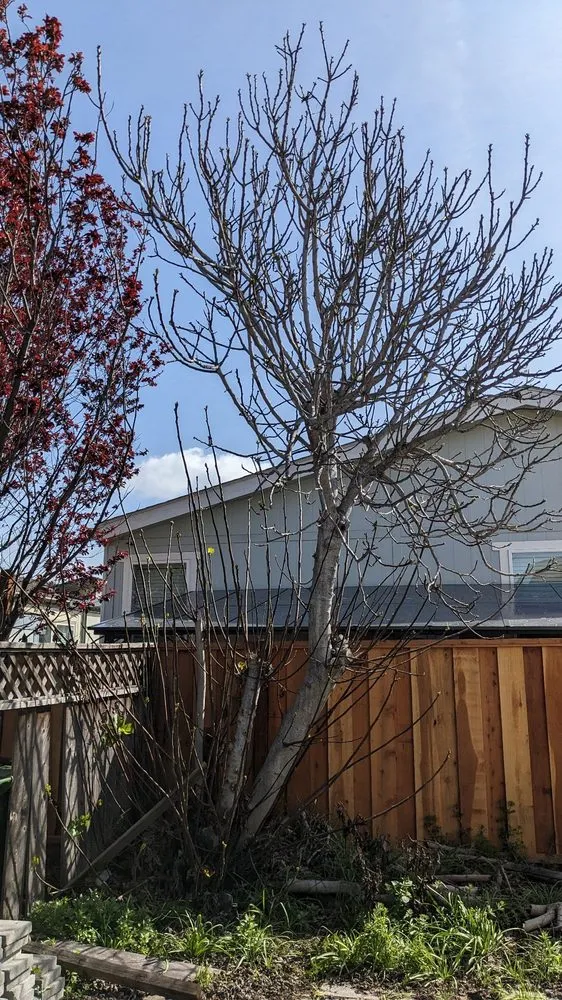 Affordable landscaping services in Sunnyvale, CA by Mountain View Tree Service