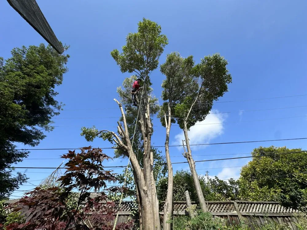 Top-rated lawn mowing service experts serving Sunnyvale, CA - Mountain View Tree Service