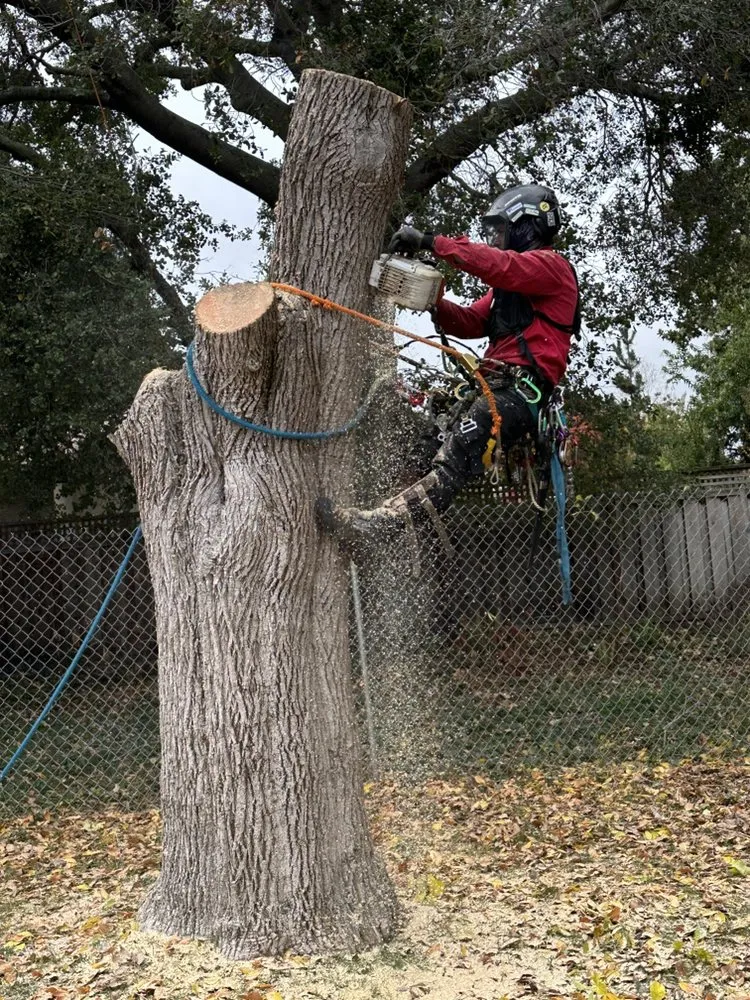 Local outdoor landscaping for residential properties across Sunnyvale, CA - Mountain View Tree Service