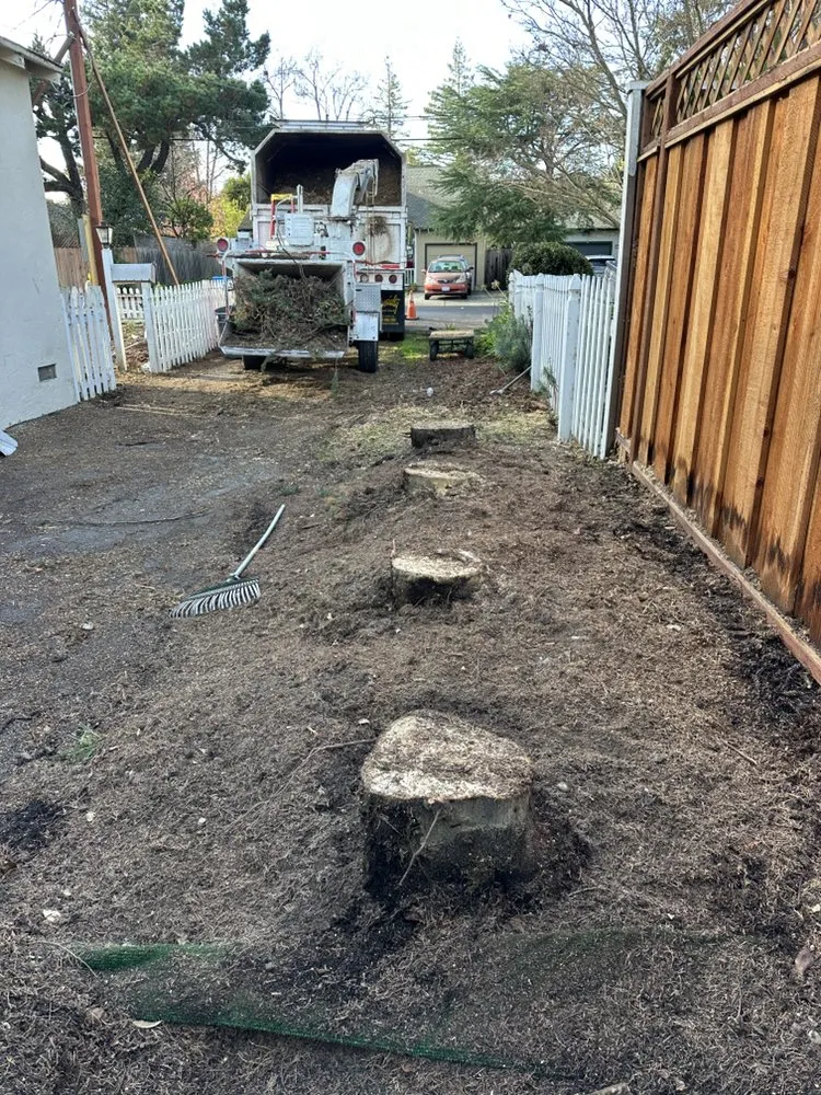 Professional yard maintenance in Sunnyvale, CA by Mountain View Tree Service