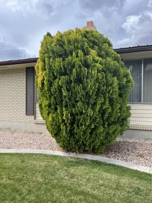 Mountain View Yard Care Logo