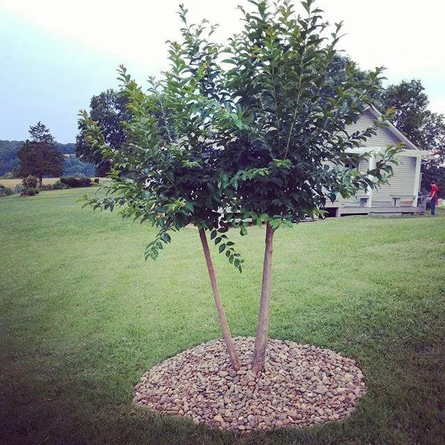 Professional lawn mowing service in Pigeon Forge, TN - Mountain Willow Lawn Care