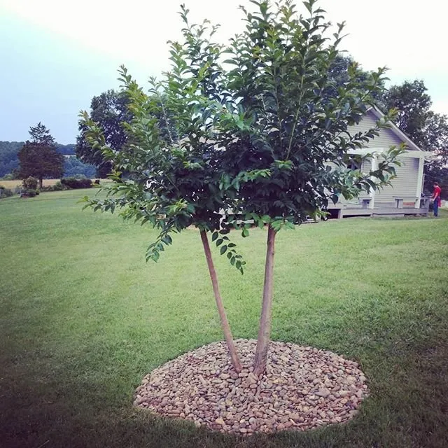 Affordable residential landscaping experts serving Sevierville, TN - Mountain Willow Lawn Care