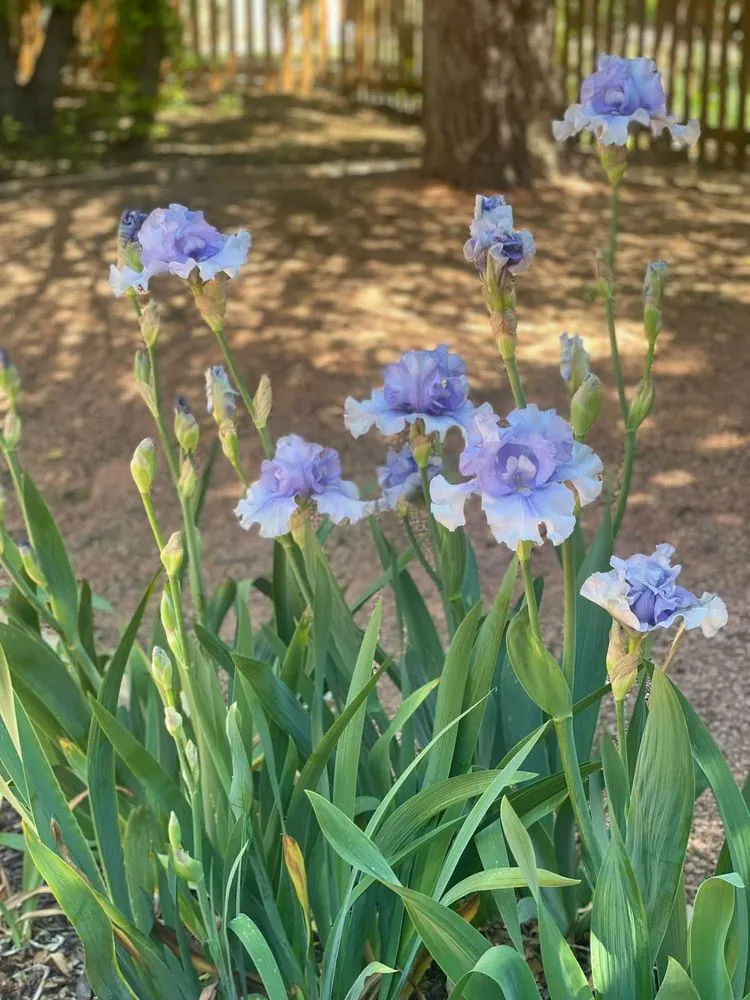 Top-rated lawn mowing service experts serving Colorado Springs, CO - Mountain Wolf Groundskeeping