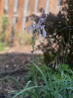 Mountain Wolf Groundskeeping Logo