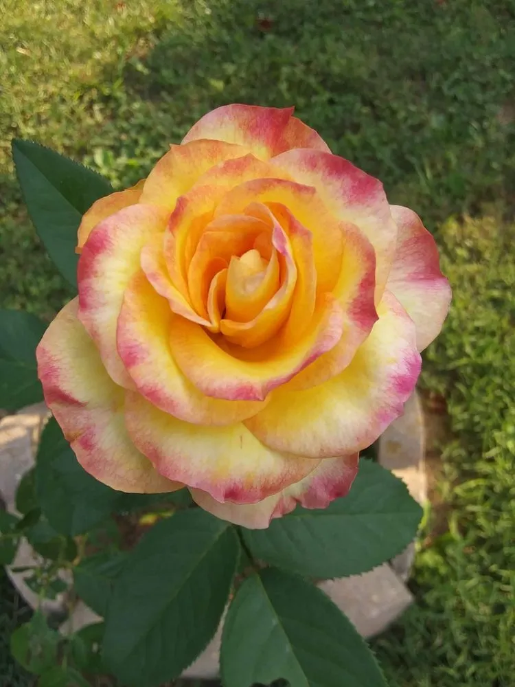 Local lawn care service experts serving Sevierville, TN - Mountaineer Mowing & mulching