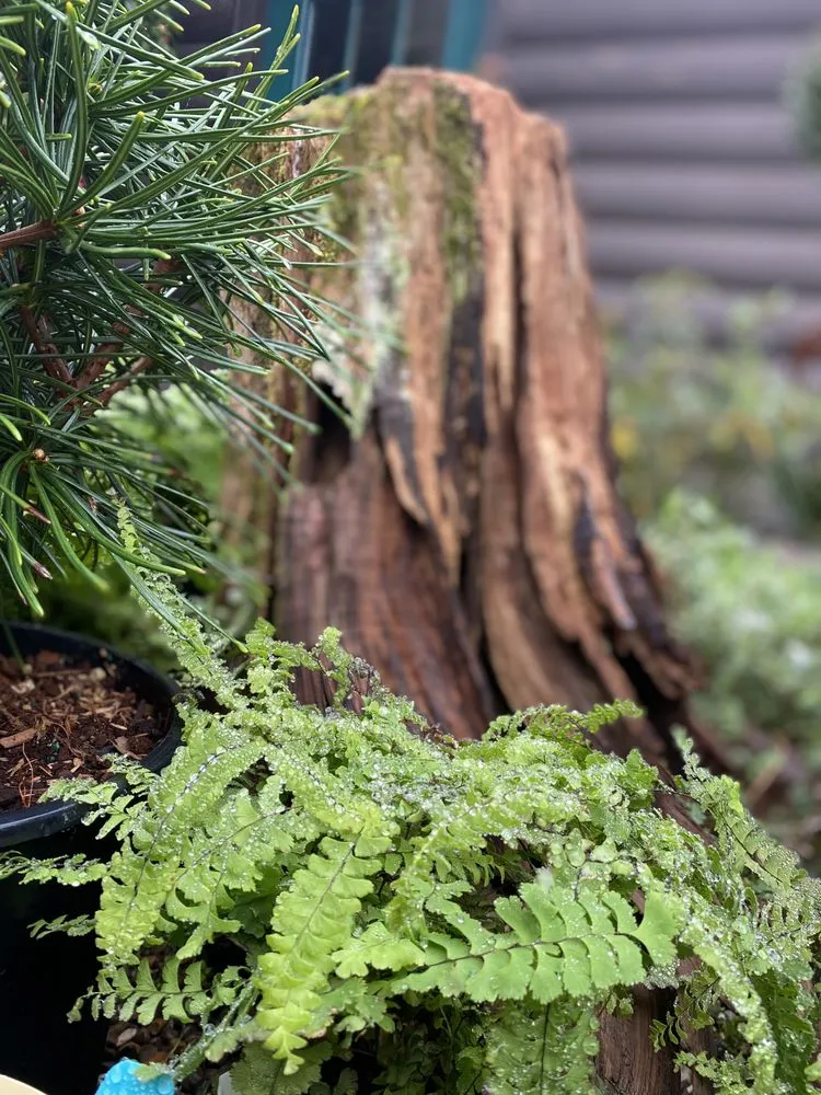 Top-rated outdoor landscaping for year-round maintenance in Elizabethton, TN by MountainScapes of Appalachia