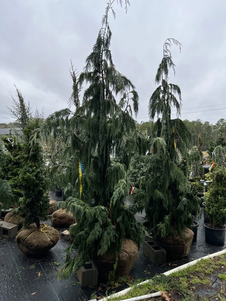 Local landscaping services experts serving Elizabethton, TN - MountainScapes of Appalachia