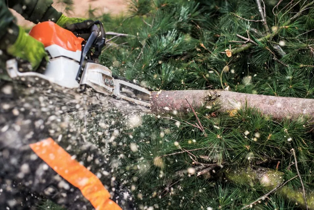 Expert landscape installation in Mountlake Terrace, WA - Mountlake Terrace Tree Service