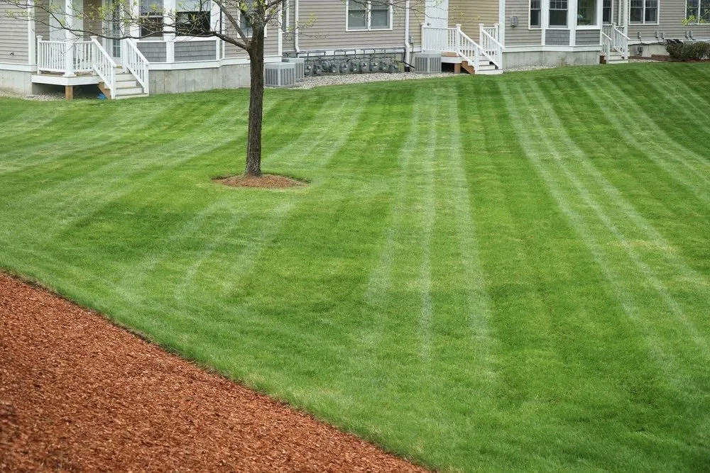 Top-rated landscaping services in Amarillo, TX - Mow & Grow
