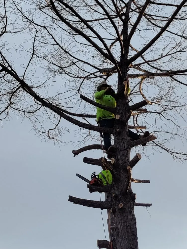 Trusted yard cleanup service in The Colony, TX - Mow & More Landscapes