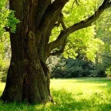 Trusted yard maintenance in Dubuque, IA by Mow- n -Snow