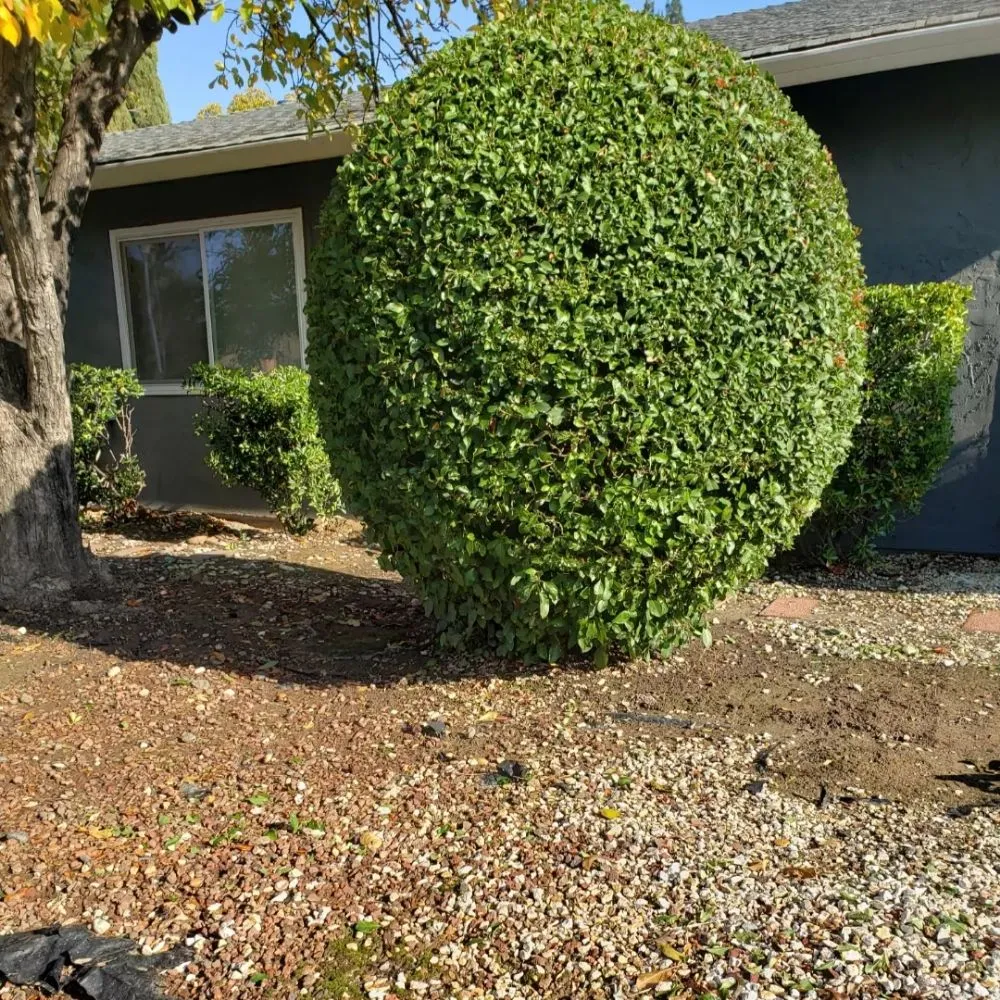 Trusted garden landscaping experts serving Sacramento, CA - Mow Ability