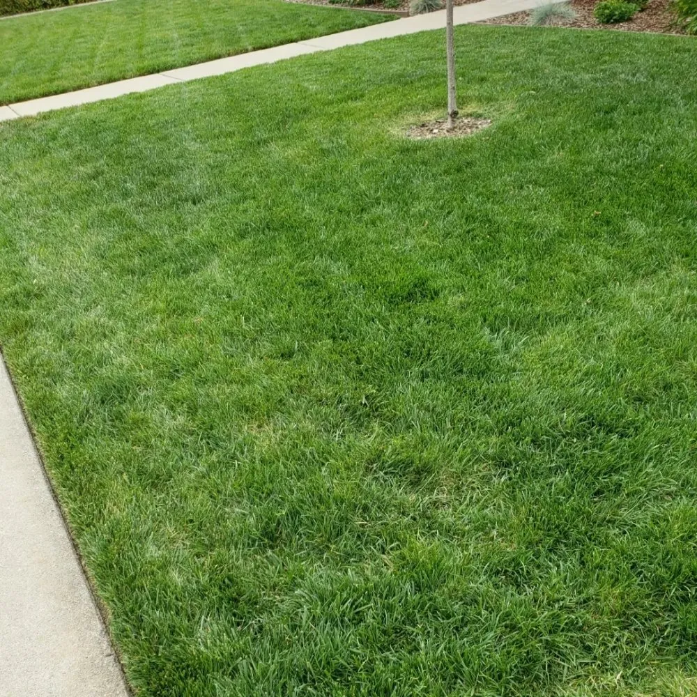 Top-rated lawn care service for outdoor upgrades in Sacramento, CA by Mow Ability