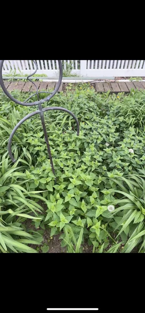 Affordable yard cleanup service near you across Caledonia, WI - Mow and Go Bros