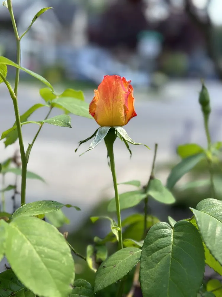 Top-rated outdoor landscaping for year-round maintenance across Sandy, OR - Mow and Go by Jason