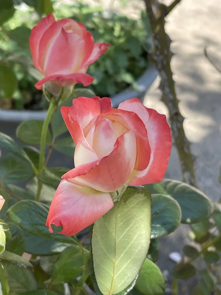 Professional landscape installation for residential properties across Sandy, OR - Mow and Go by Jason