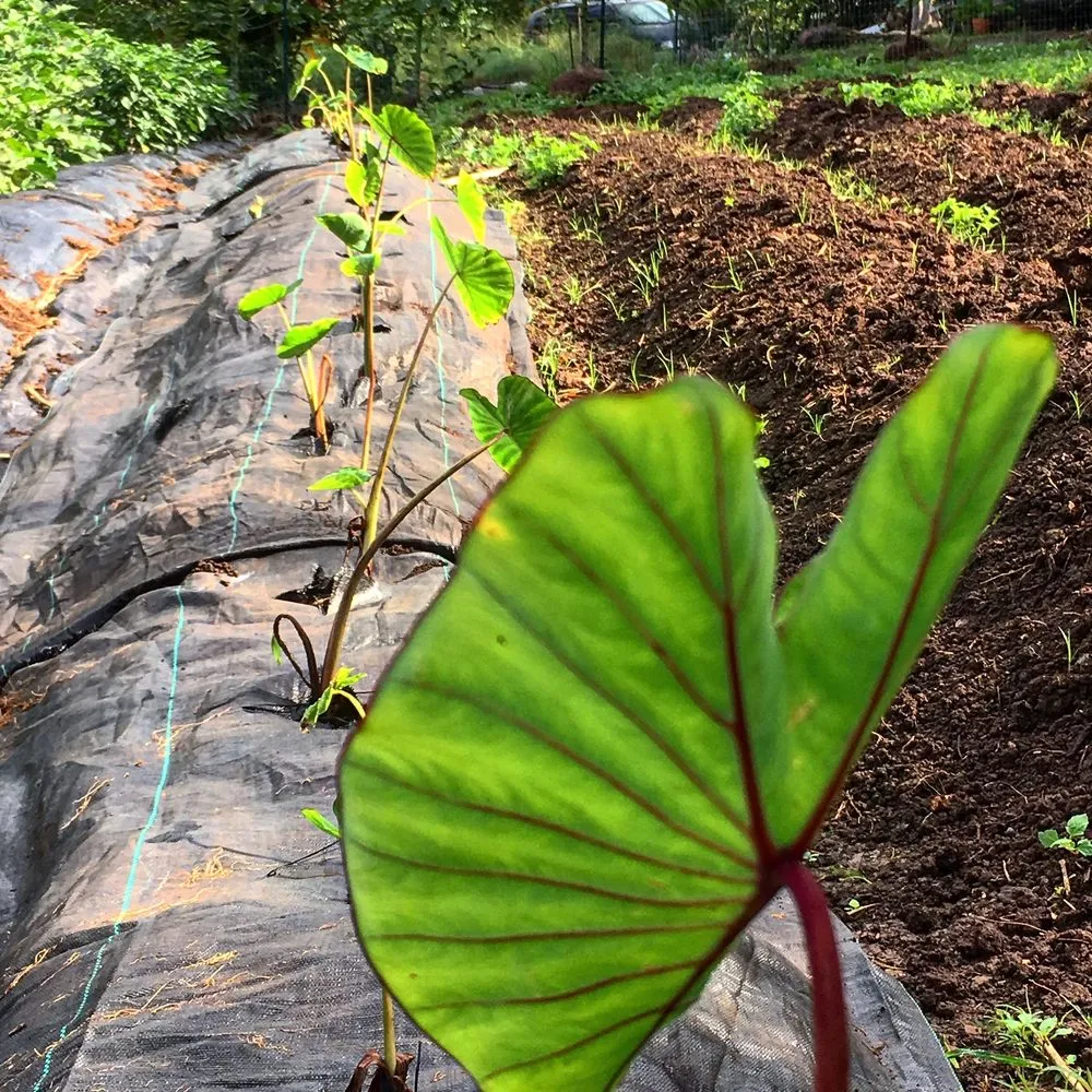 Affordable landscape installation in Haleiwa, HI by Mow And Grow