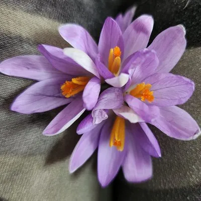 Mow And Grow Lawncare Logo