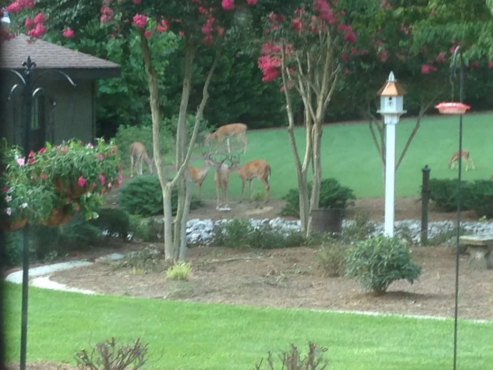 Custom yard maintenance in Garner, NC by Mow Blow & Go