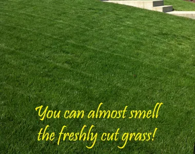 Expert landscaping services for year-round maintenance in Carrollton, TX by Mow Carrollton