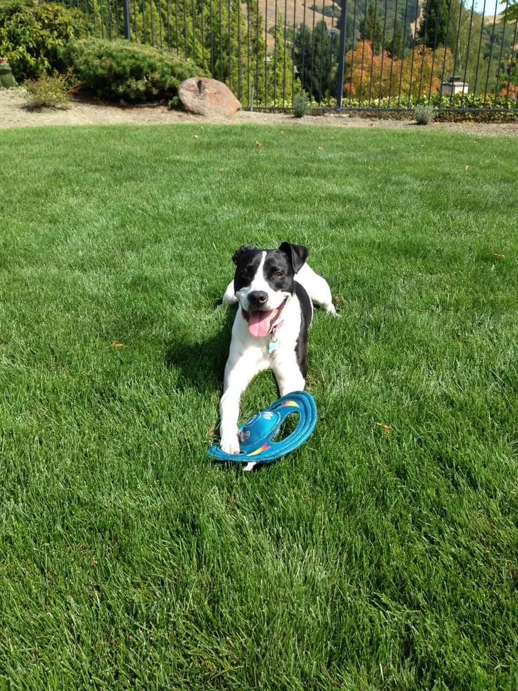 Top-rated yard cleanup service in Charlotte, NC - Mow Dog Lawn & Landscape