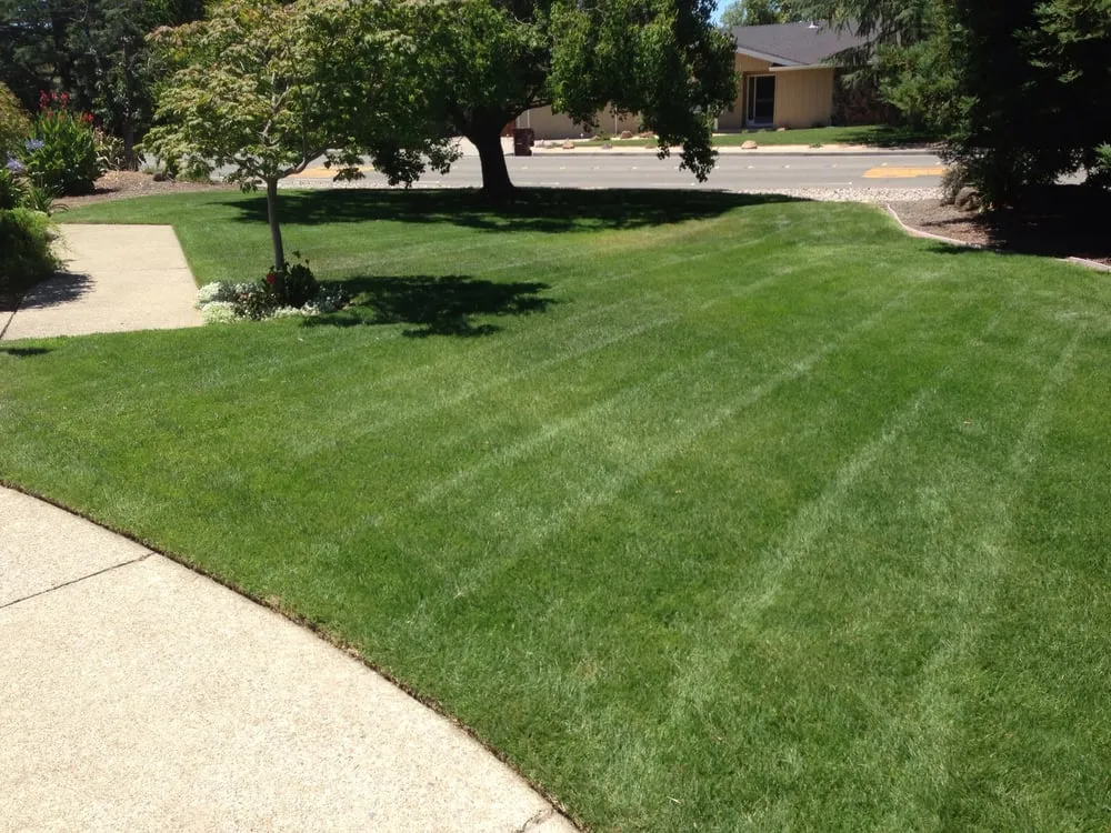 Custom yard cleanup service for year-round maintenance in Charlotte, NC by Mow Dog Lawn & Landscape