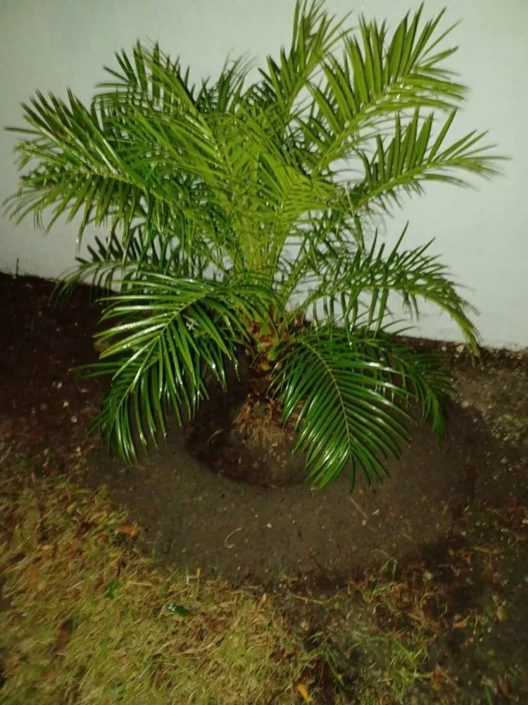 Top-rated lawn care service for outdoor upgrades across Cocoa, FL - Mow It Brevard