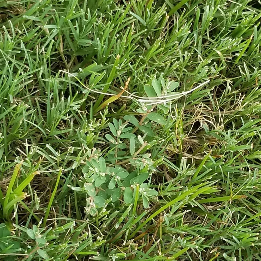 Top-rated landscape installation experts serving Olive Branch, MS - Mow It Right