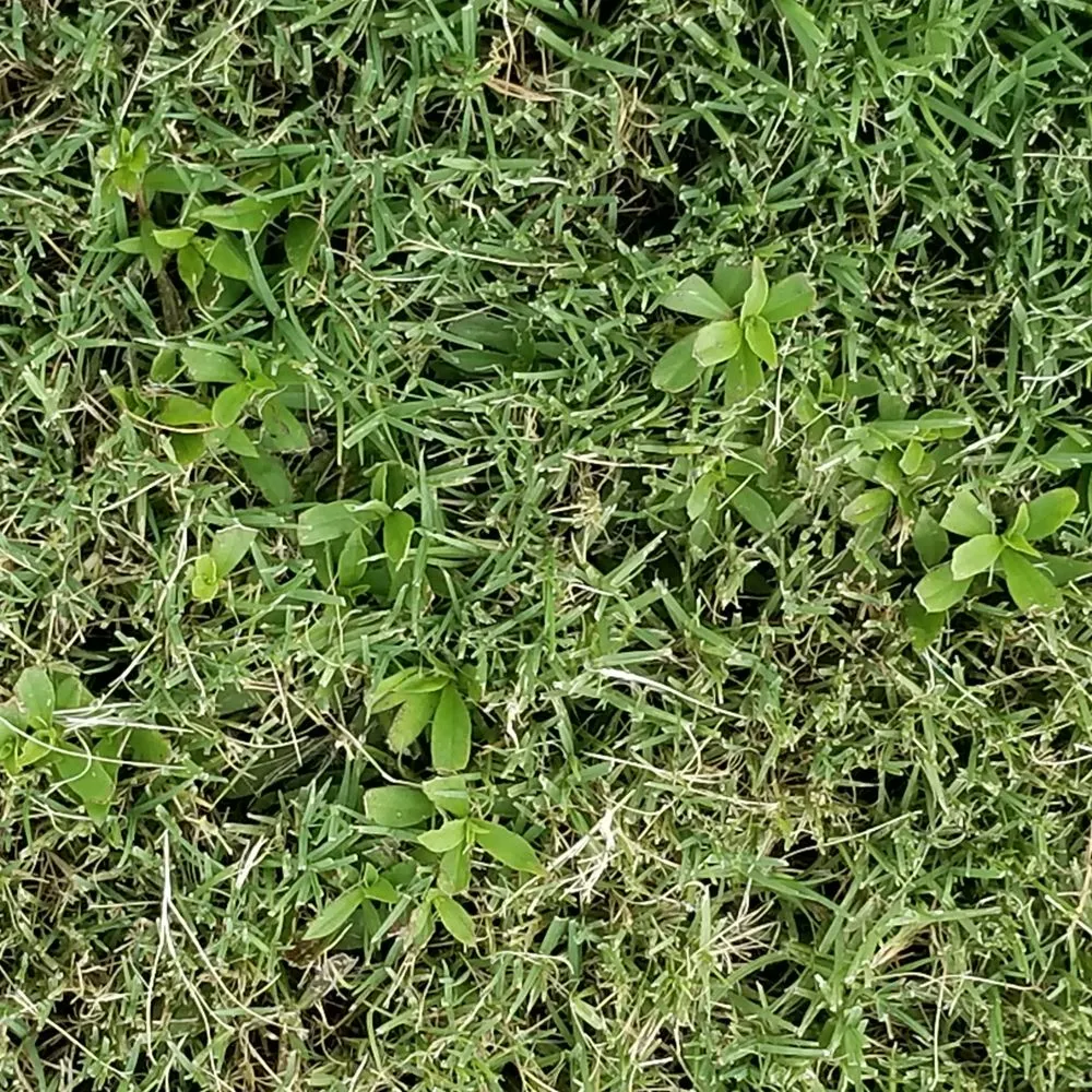 Trusted landscape installation for year-round maintenance across Olive Branch, MS - Mow It Right