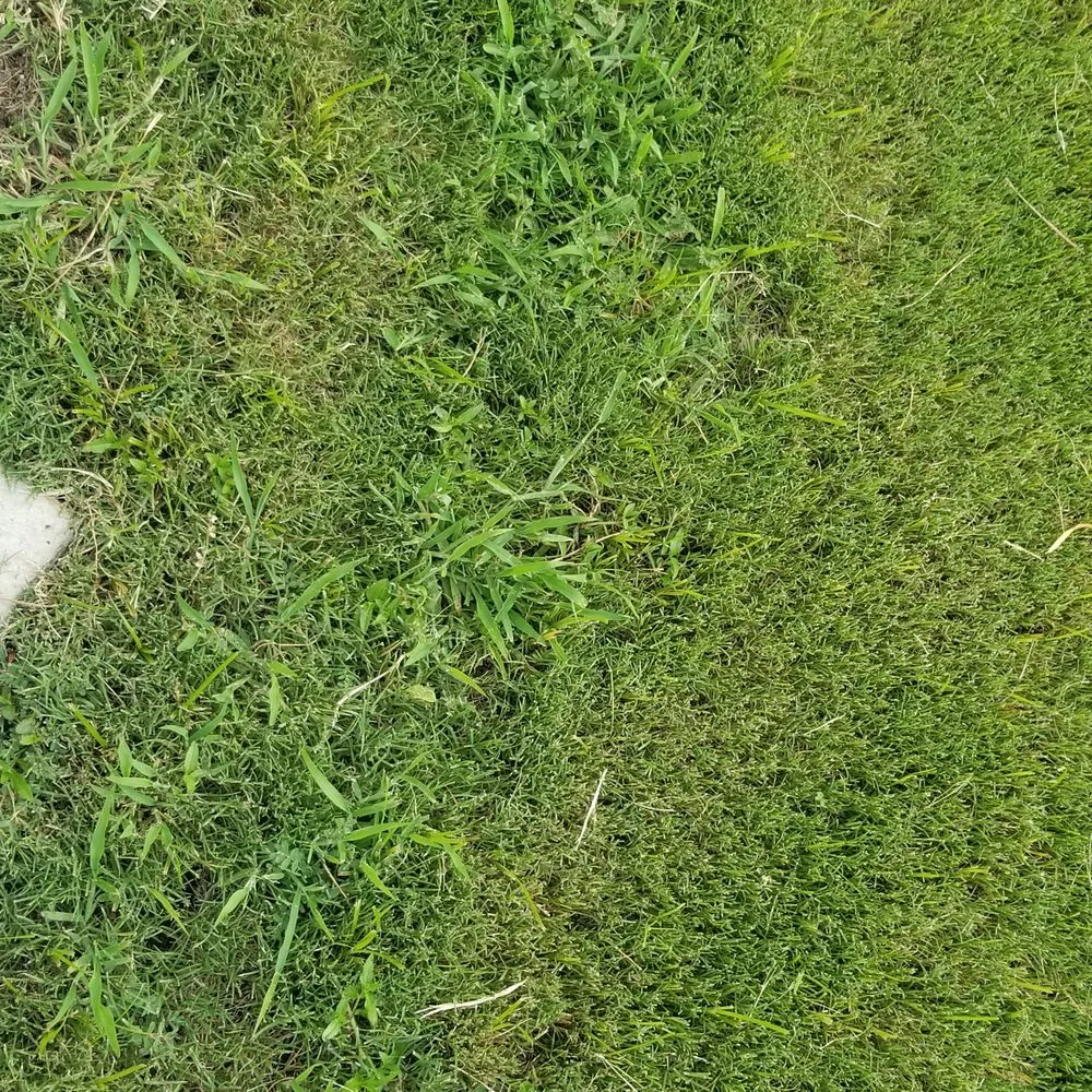 Trusted landscape design in Olive Branch, MS by Mow It Right