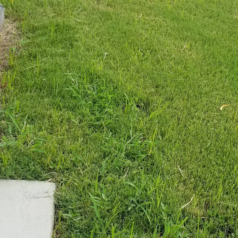 Expert lawn care service in Olive Branch, MS - Mow It Right