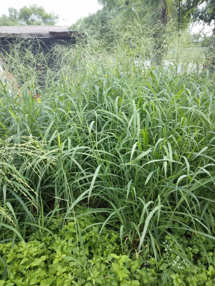 Affordable yard cleanup service in Donna, TX - Mow Joe