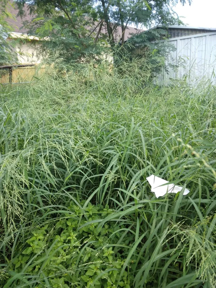 Affordable landscape design in Donna, TX by Mow Joe