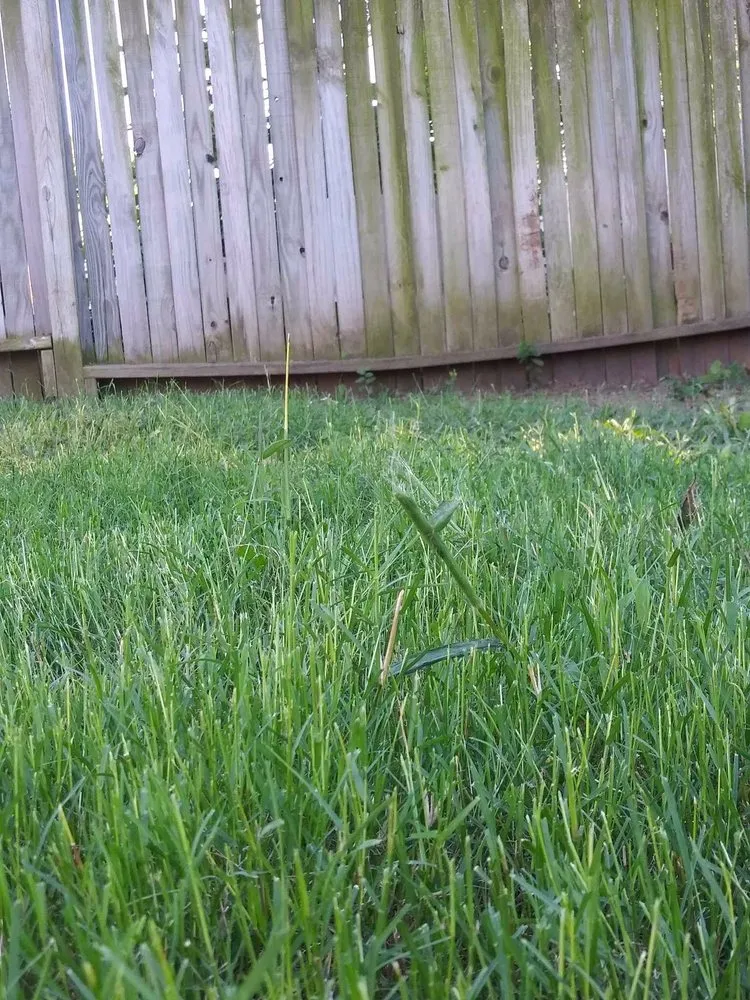 Custom landscape design in Tulsa, OK by Mow Managers