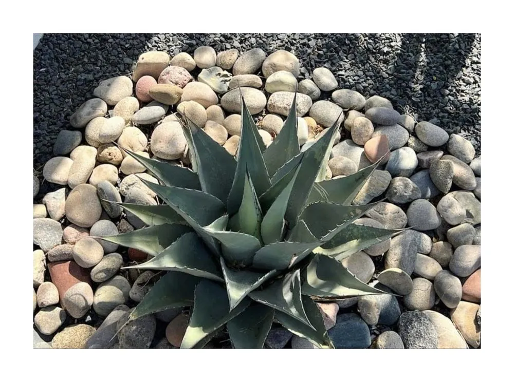 Trusted lawn mowing service for homes in Ennis, TX by Mow Pro's