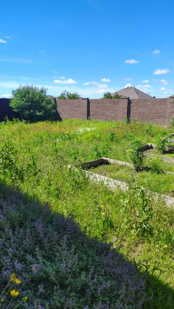 Professional lawn care service for outdoor upgrades in Fort Worth, TX by Mow Pros Lawn Landscaping