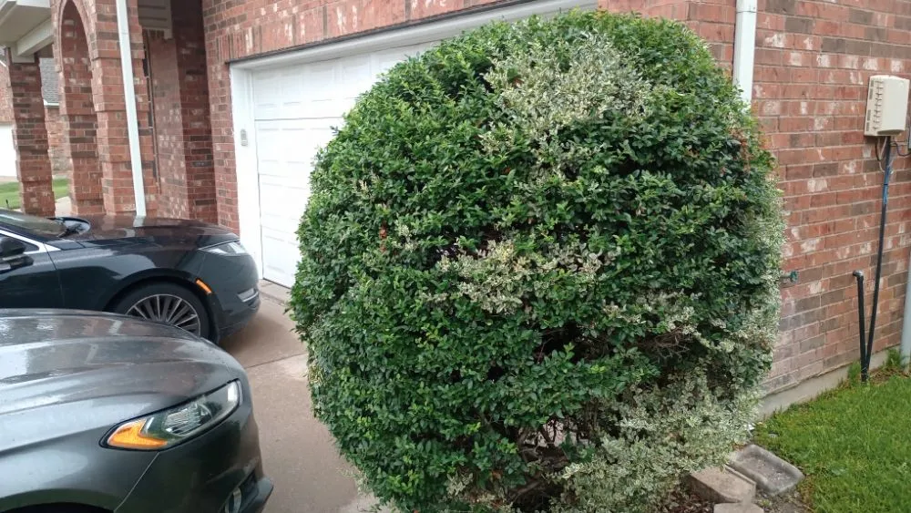 Reliable lawn care service for homes across Fort Worth, TX - Mow Pros Lawn Landscaping