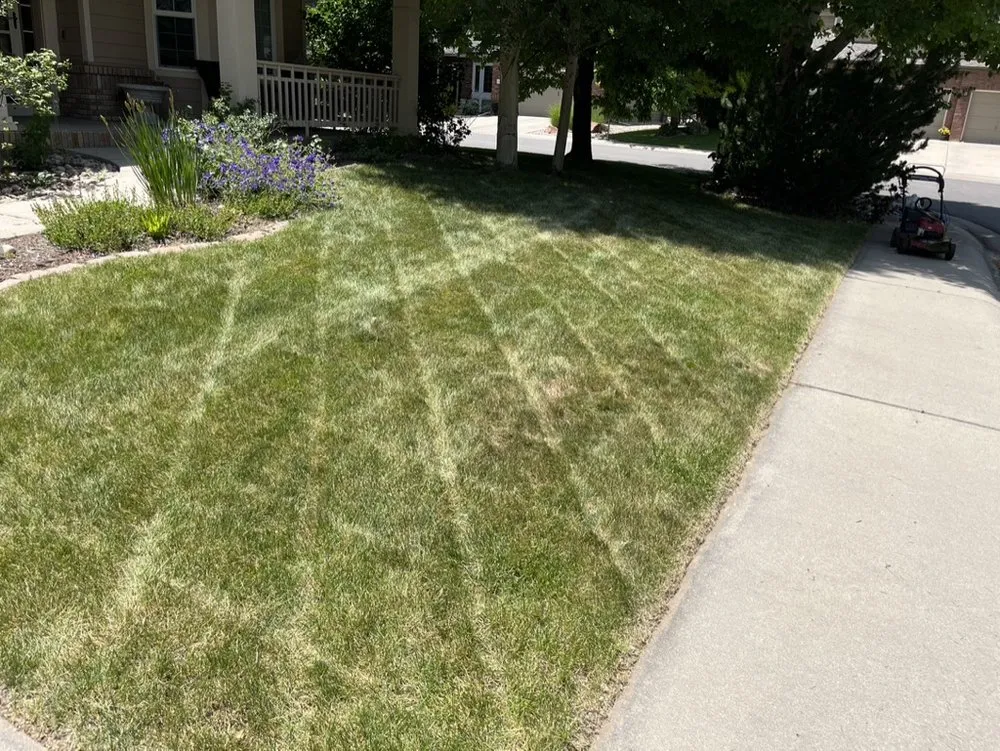 Expert lawn care service for beautiful yards across Fort Collins, CO - Mow-Reno's Landscaping