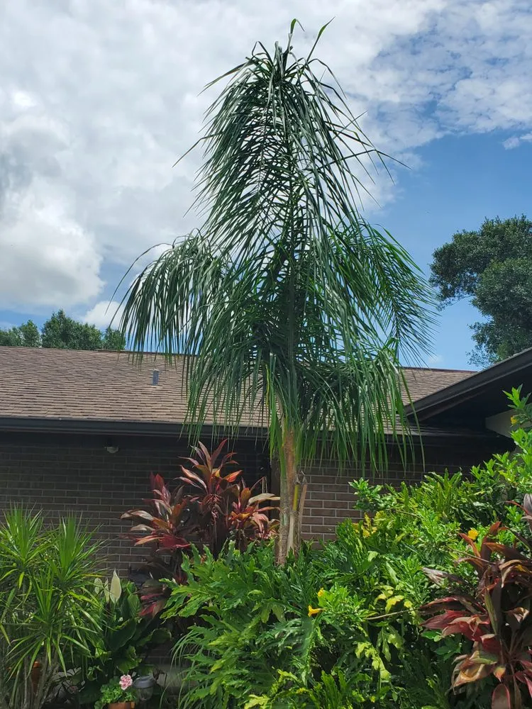 Affordable yard maintenance in Sebring, FL - Mow Tavation Lawn Service