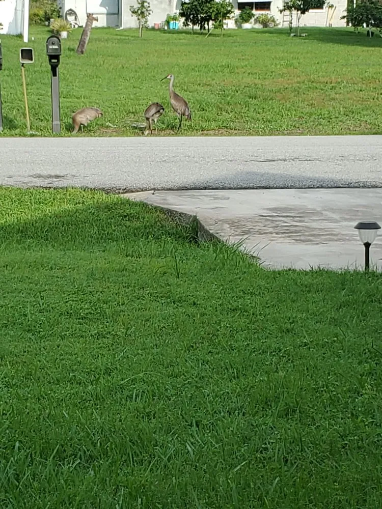 Reliable landscape design in Sebring, FL by Mow Tavation Lawn Service