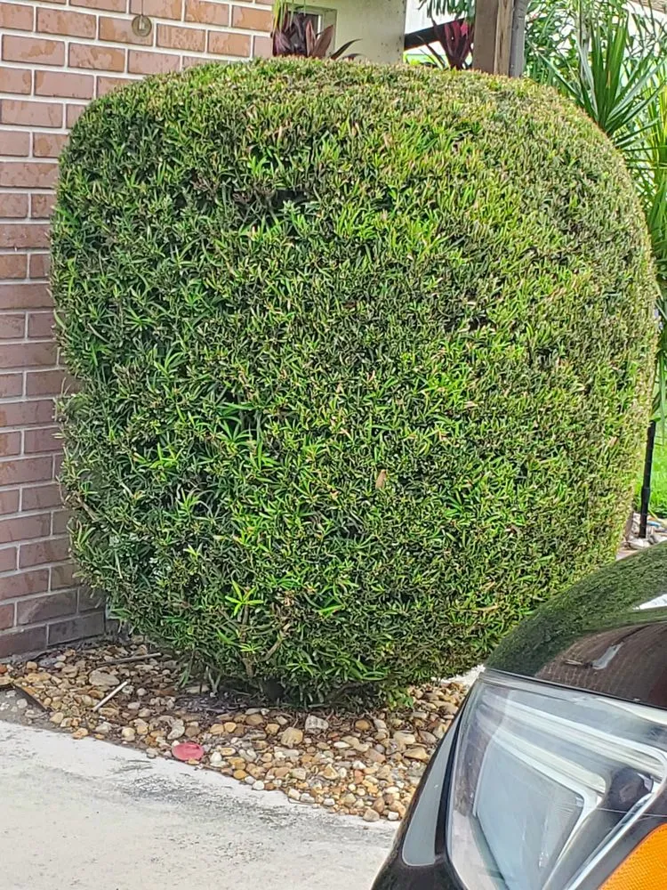 Local residential landscaping for homes in Sebring, FL by Mow Tavation Lawn Service