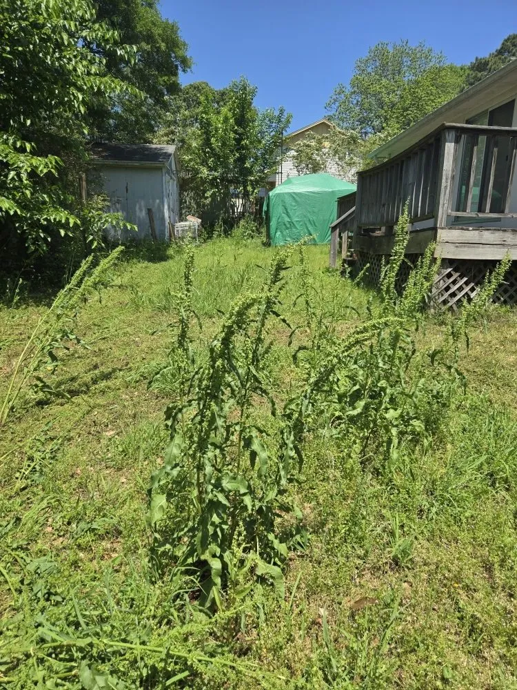 Top-rated lawn care service experts serving Gainesville, GA - Mow Time