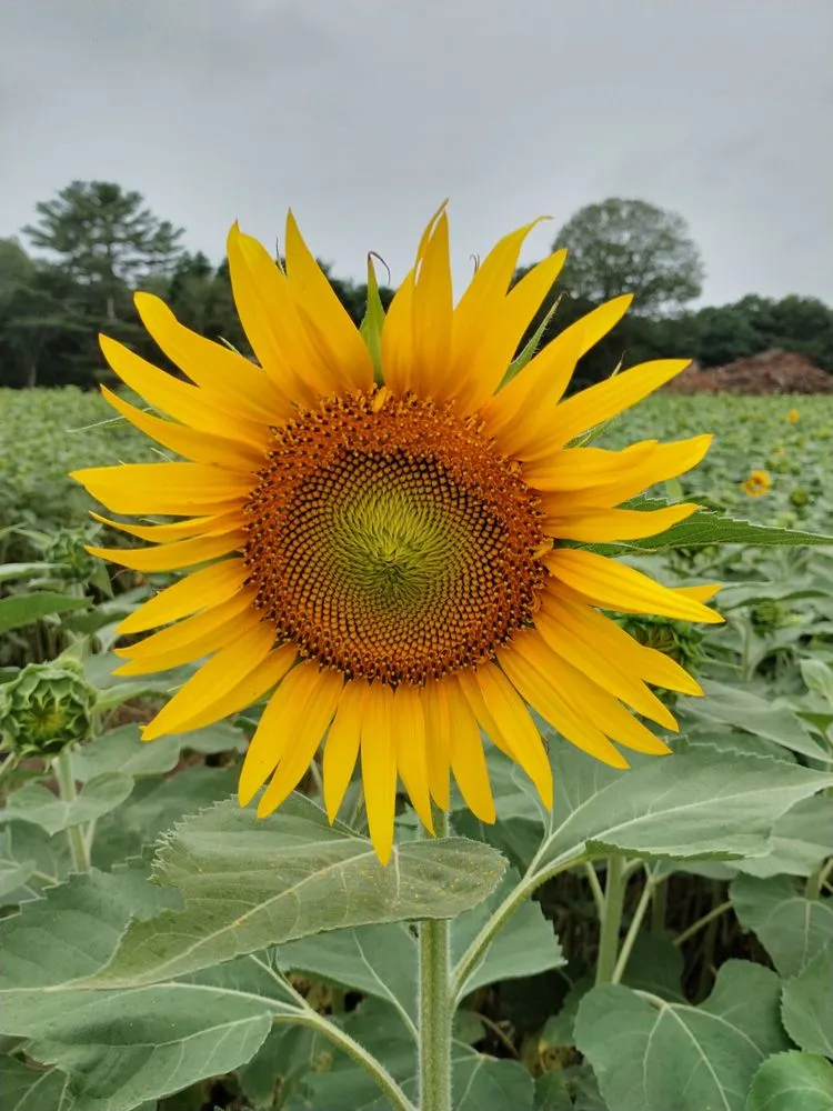 Reliable garden landscaping for year-round maintenance in Bradford, RI by Mow to Snow Property Management