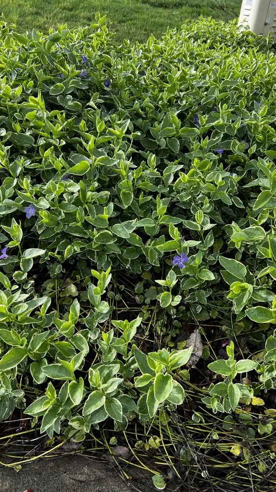 Professional outdoor landscaping in Crestwood, KY - MowAction Lawn Care Services