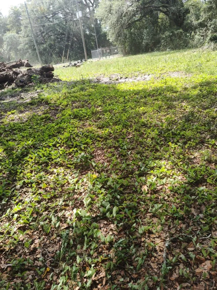 Top-rated outdoor landscaping in Dade City, FL by Mowandfleet Express Service